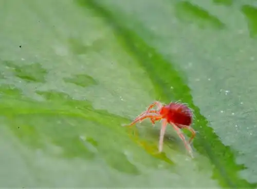 一只很小很小的红蜘蛛和不知名的小虫!