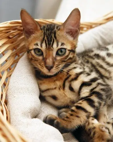 稀有奢华的阿瑟(什)拉猫,9万美金(约合人民币60余万元)一只