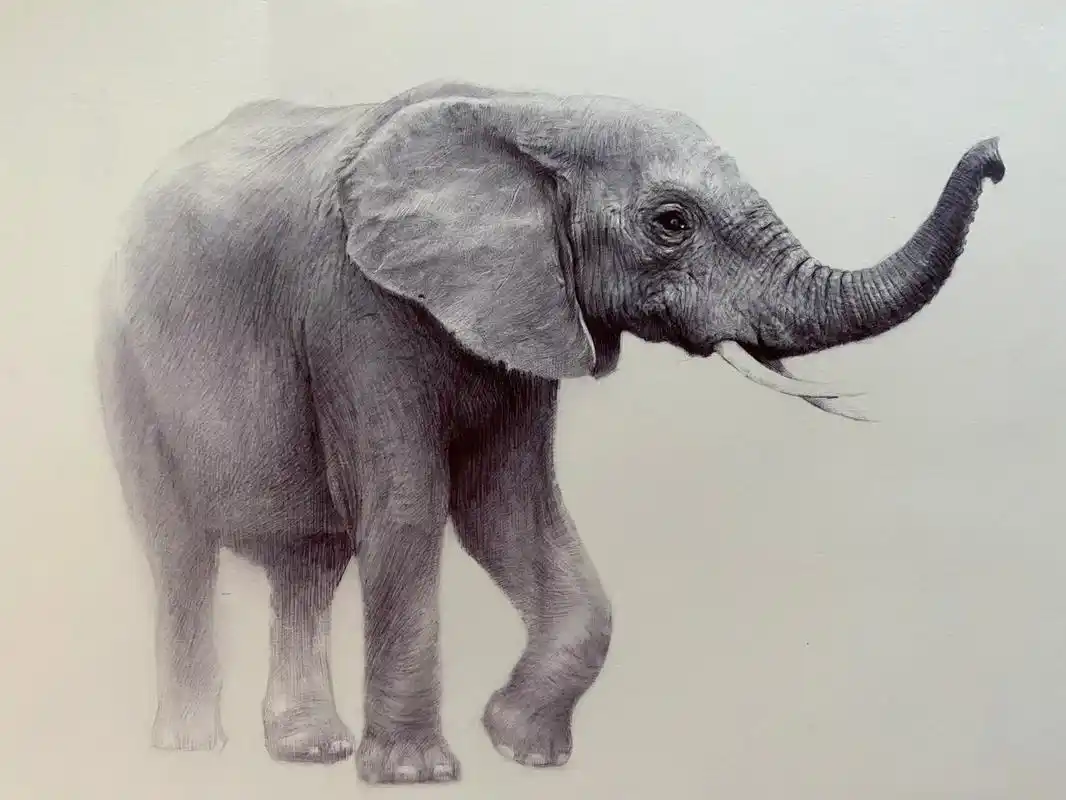 素描动物-大象 及一些绘画步骤 这幅画主要想表现大象特有的皮肤质感