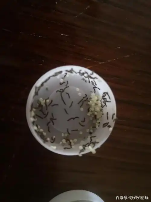 买回来的蚕卵就这样,到最后还是这样,不知道咋回事.