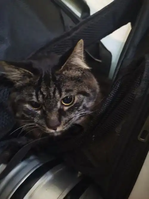 黑色小狸花求领养