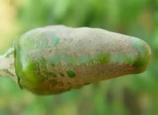 冬季育苗购苗叶螨不得不防