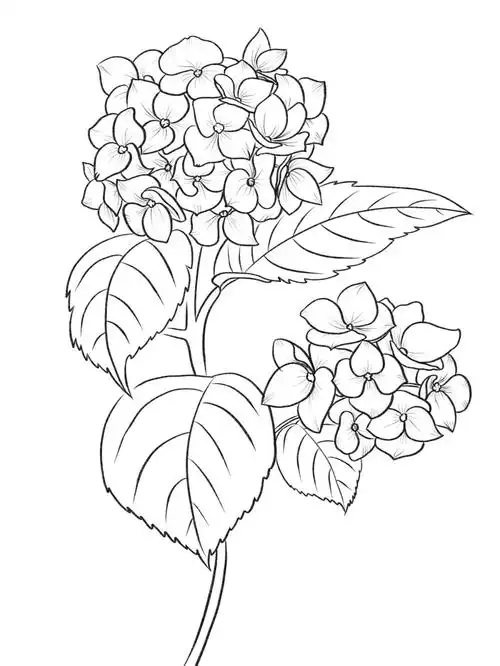 线稿练习day12绣球花