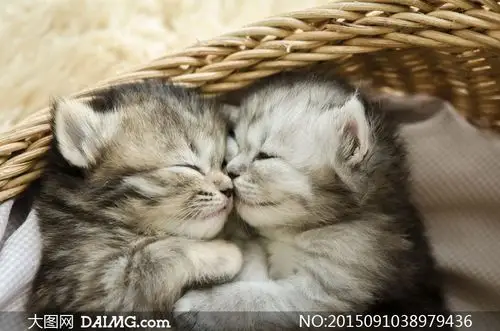 依偎在一起的两只小猫摄影高清图片