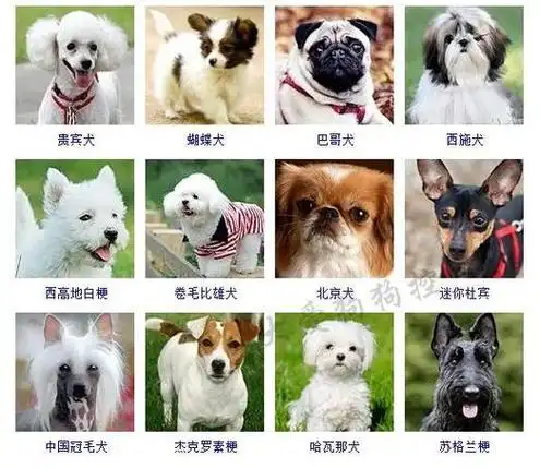 照片识别狗品种app(照片查狗狗品种)-图1