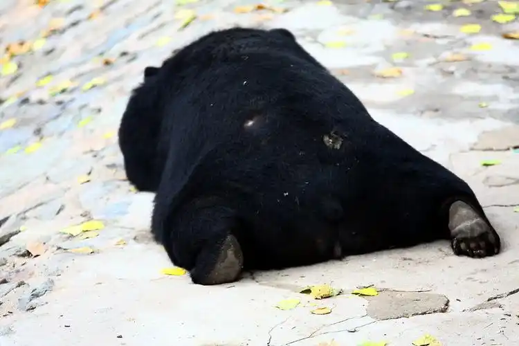 几只四条腿的动物