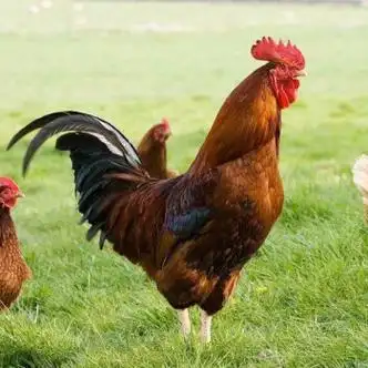 斓优森太行山农家散养大公鸡土公鸡柴公鸡草公鸡老公鸡子公鸡整鸡