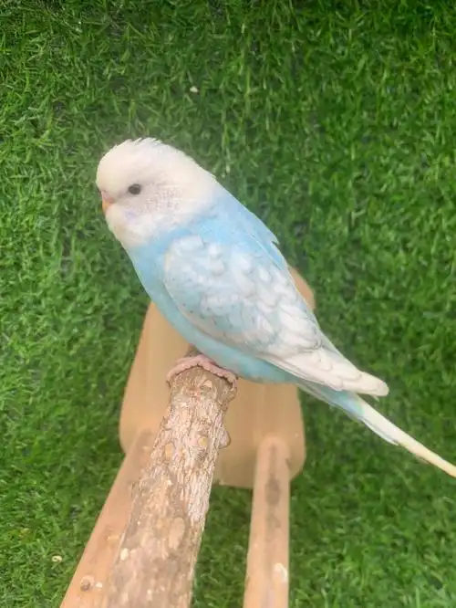 蓝天白云小鹦鹉#手养虎皮鹦鹉