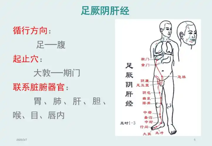 中医经络之9足厥阴肝经pptppt