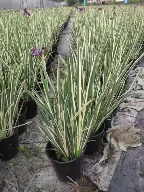 花叶玉蝉基地出货