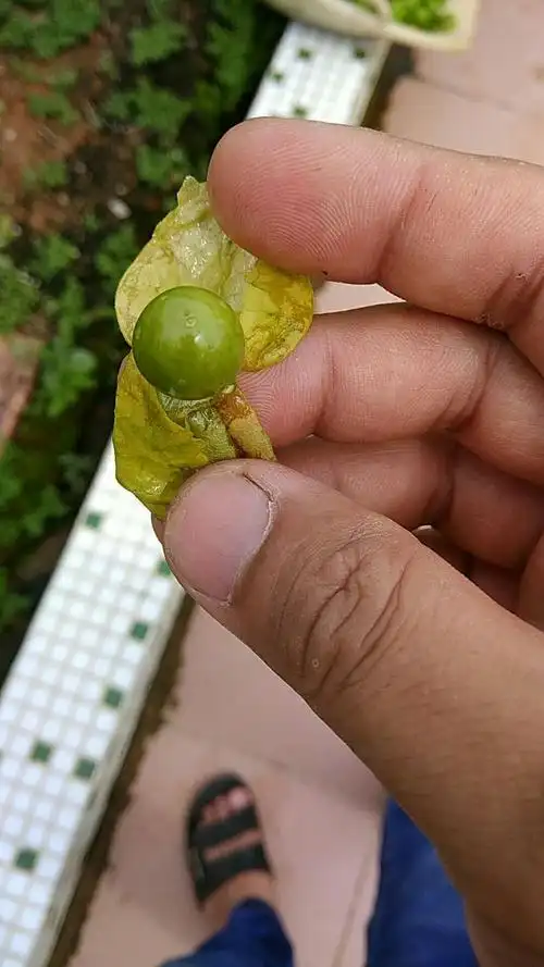 潮汕的灯笼草果实