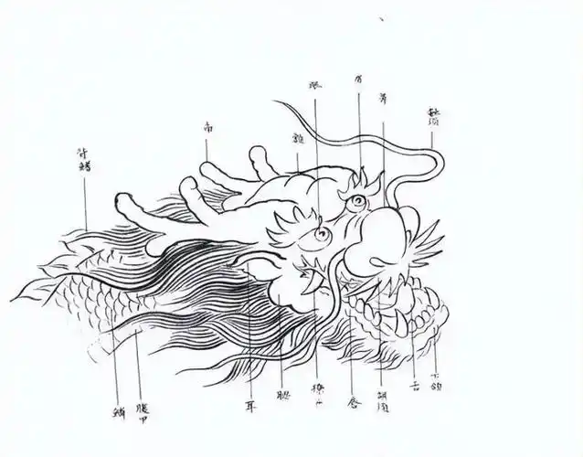 难得一见的龙画法素材