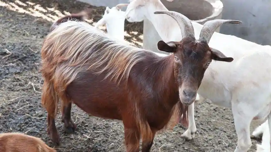 这种"红毛山羊"是我们农村独有的品种,不但好看而且好吃!
