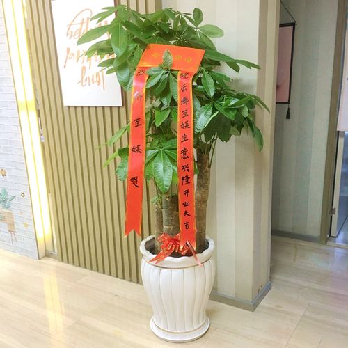 步步高发财树单杆客厅办公室内大盆树大盆栽绿植开业乔迁送礼广州