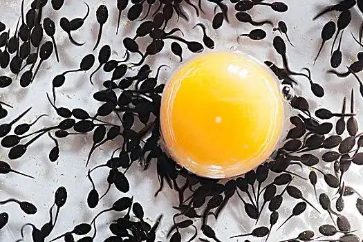 叶子男孩,抓住,蝌蚪,水边男孩,蝌蚪,玻璃蝌蚪青蛙水墨蝌蚪蝌蚪特写