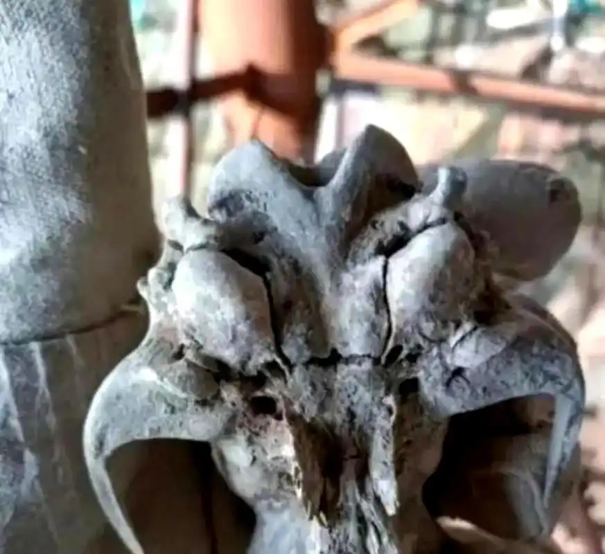 在工地挖掘中发现了铁血战士的头骨,这是一个重大的发现!