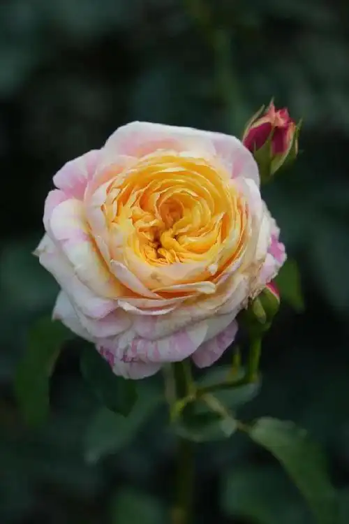 盛开|陆颖|月季花|人民公园|藤本月季_网易订阅