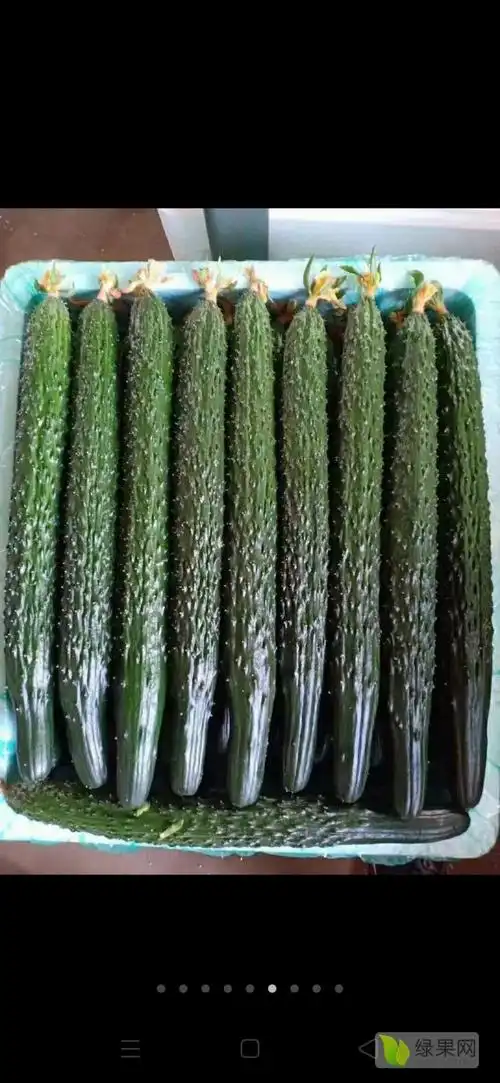 供应滑县精品油瓜种植基地毛景灿