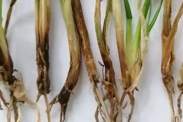 小麦根腐病是什么原因造成的