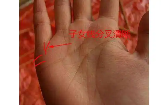 手掌中这条线分叉,头胎会生双胞胎,一般人都没有