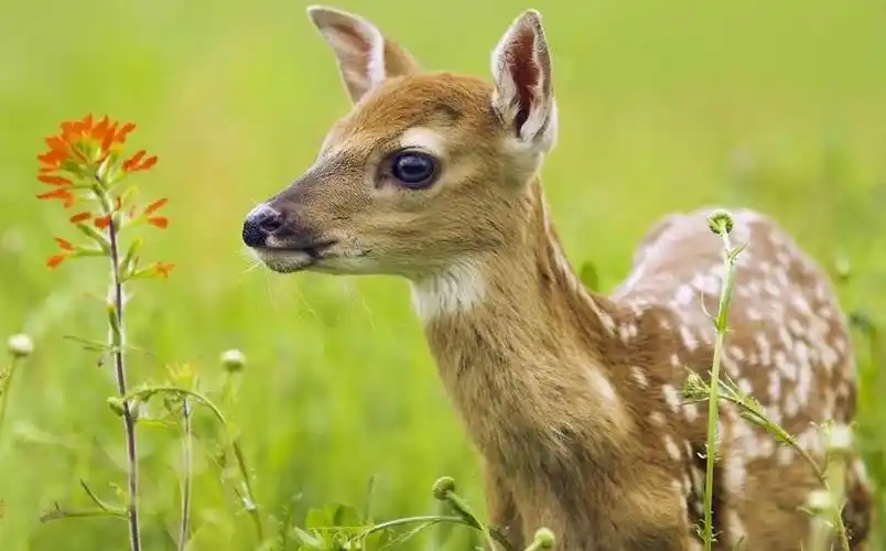 江西桃红岭梅花鹿国家级自然保护区