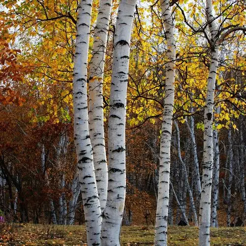 坝上风光-白桦树