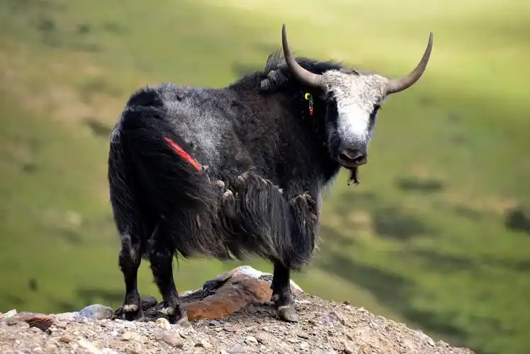 牦牛 摄影 陕南闲人