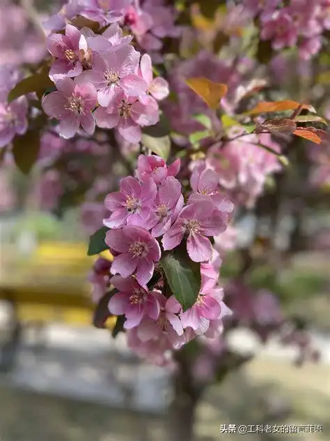 祭祀之树by藤蔓x人_祭祀之树by藤蔓x人bl-技术风潮网络