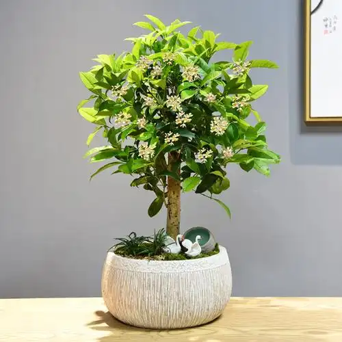 四季桂花盆栽植物矮株老桩盆景庭院室内好养时令草本花卉