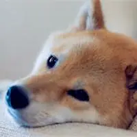 又呆又萌的柴犬头像图片萌萌的乖乖的最有人气了