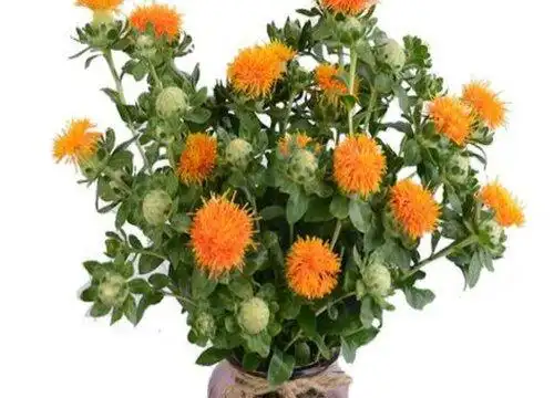 菠萝菊怎么水养