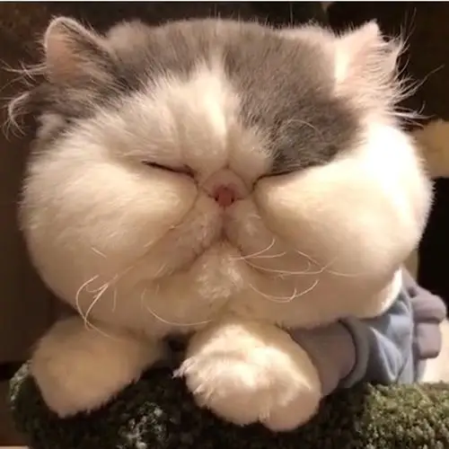 手机屏幕都装不下自己的大脸!但谁能说它不可爱?