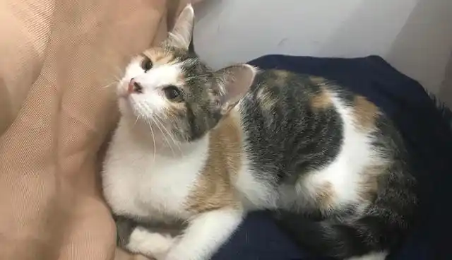 三花猫为什么养不熟?三花猫是什么猫的后代?
