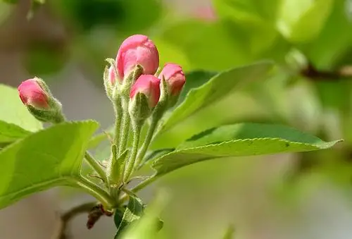 红点点的小花蕾.