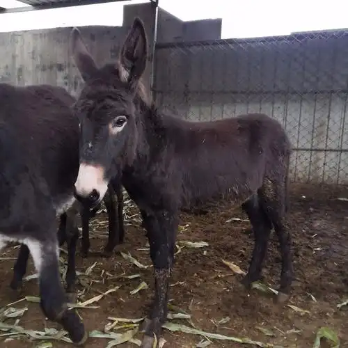 养驴养肉驴养殖驴