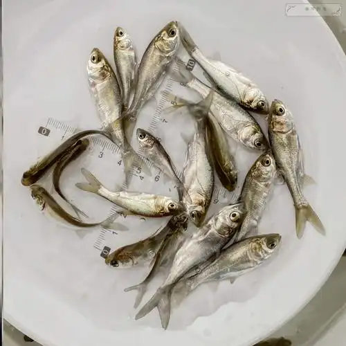 水花白鲢包活鲢鱼小白白条鱼苗食用草鱼鱼大鱼
