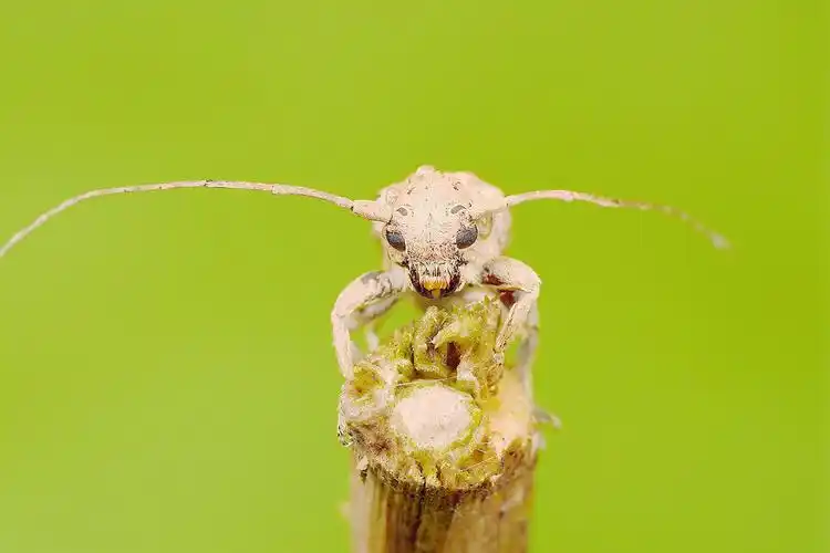 cn-- 微距小品 《小天牛》 吴越春秋 苏州上方山 双灯 手持 微距部落