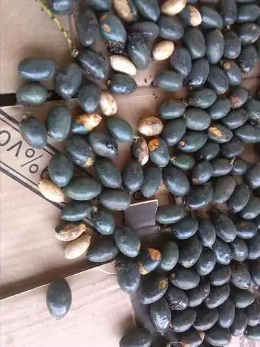 在柳州常见的几种棕榈树对应的菩提子