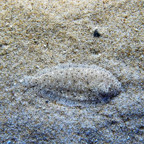 试听90秒【神秘大海】 第二十二期丨比目鱼的眼睛一直长在同一边吗