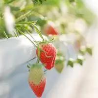 唯美清新水果头像图片大全好看的微信唯美小清新水果图片头像