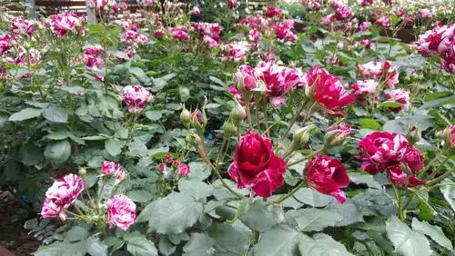 法国玫瑰园掠影