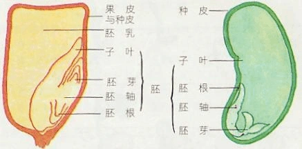 胚              b.胚乳            c.一片子叶