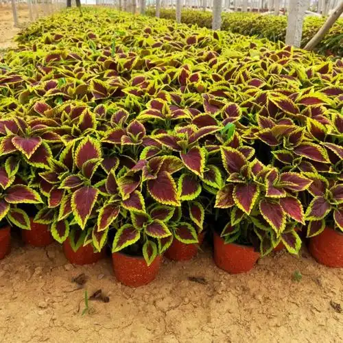 彩叶草价格彩叶草盆栽彩叶草批发直销