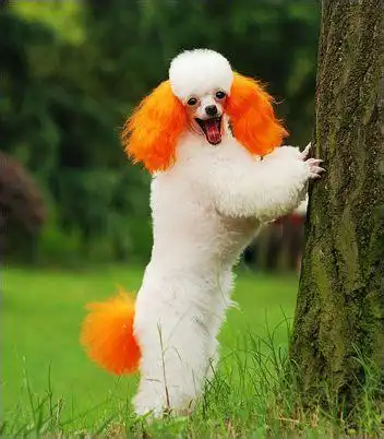 贵宾犬一共有多少种美容造型,美国brunson精密测量仪器