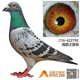 海霸王詹森种鸽拍卖第534期