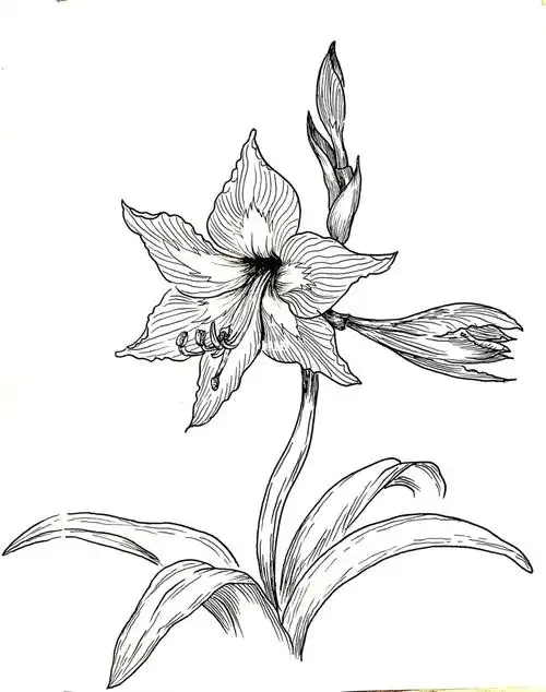 线描手绘花卉临摹朱顶红023