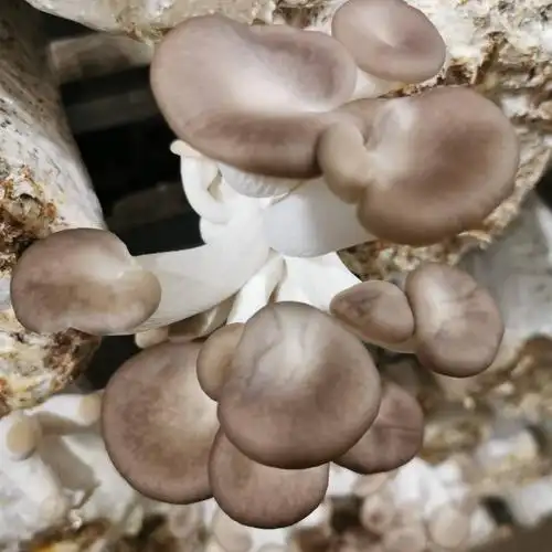 [秀珍菇批发]秀珍菇工厂化,周年出菇价格8元/斤 - 惠农网