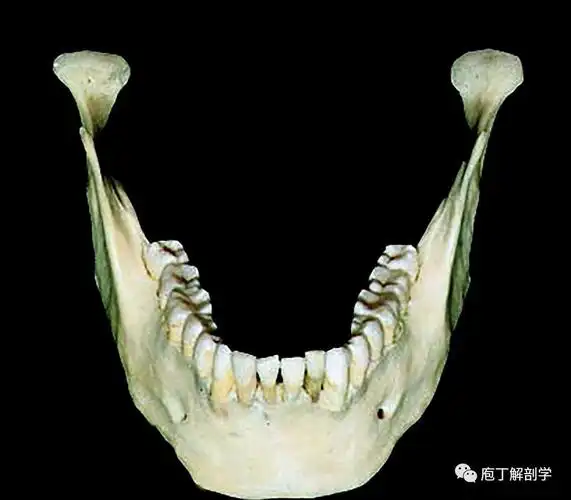 下颌骨的结构与形态特点