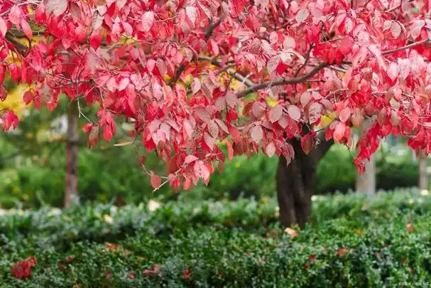 红叶李:美丽的植物,不仅仅是造景