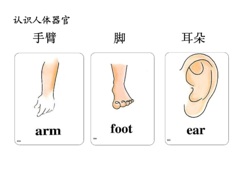 小学三年级上册人教版单词图片课件ppt23页